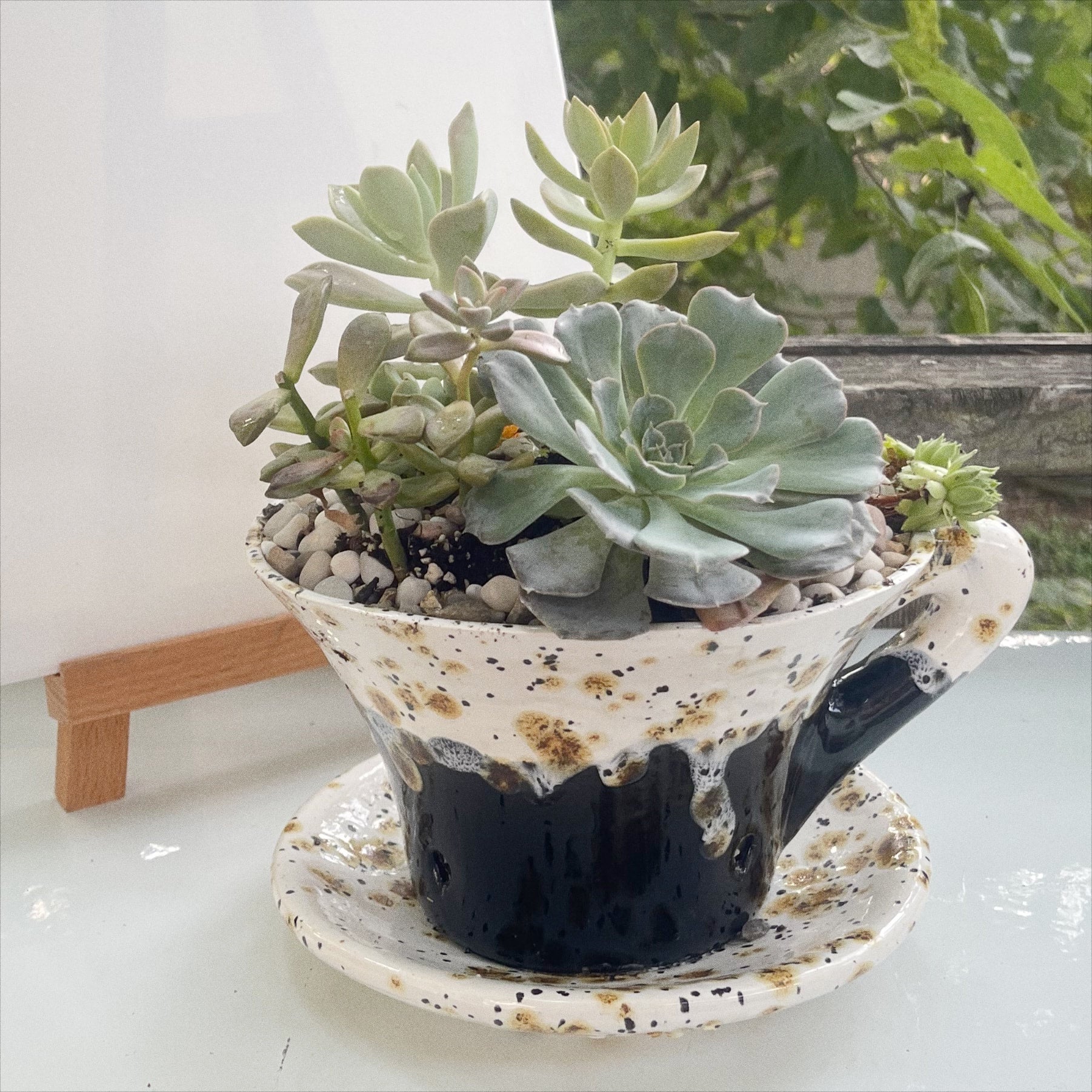 Succulent Workshop @ MCXFit